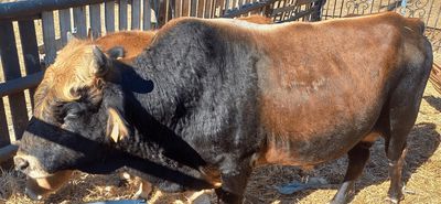 Μελέτες δείχνουν την "επιβίωση" μίας σπάνιας και αυτόχθονης φυλής βοοειδών στα Δωδεκάνησα