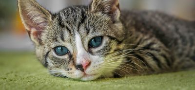 Θεσσαλονίκη: Έκοψε το αυτί του συντρόφου της γιατί επιτέθηκε στη γάτα 