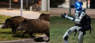 Ρομπότ κυνηγά αγριογούρουνα στους δρόμους της Βαρσοβίας και γίνεται viral
