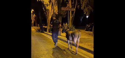 "Νυχτοπερπατήματα" για γάιδαρο στο κέντρο της Κω – Η παρέμβαση των αστυνομικών
