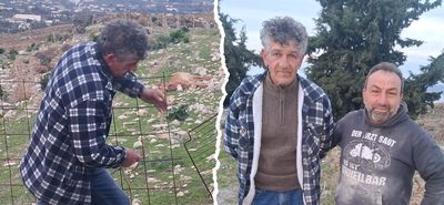 Σκυλιά κατασπάραξαν αιγοπρόβατα του συμπολίτη μας Δ. Κώστογλου στον Αγ. Βασίλειο Κω (φωτο)