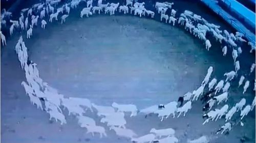 Λύθηκε το μυστήριο με τα περίεργα πρόβατα από τη Μογγολία που κάνουν αδιάκοπα κύκλους