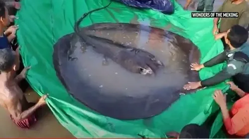 Καμπότζη: Ψαράς έπιασε σαλάχι - γίγας 300 κιλών 