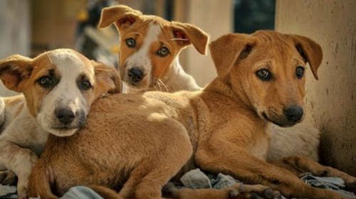 Ο Δήμος Κω καλεί όλους τους εθελοντές που φροντίζουν αδέσποτα ζώα συντροφιάς να επικαιροποιήσουν τα στοιχεία τους στο μητρώο εθελοντών