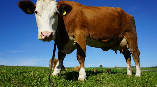 Χτύπησε τη Λέσβο ο αφθώδης πυρετός - Κλείνει η αγορά, απαγόρευση εξαγωγής ζώων και τυριών