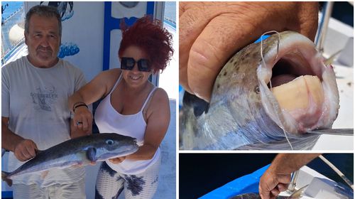 Δυό μεγάλους λαγοκέφαλους ψάρεψε στην Κω ο Π. Λάμπος