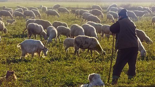 Ηράκλειο: Ούτε ένα ζώο δεν βρέθηκε στο μαντρί κτηνοτρόφου κατά τον έλεγχο – Συνελήφθη και ο αδερφός του με λειψά αιγοπρόβατα