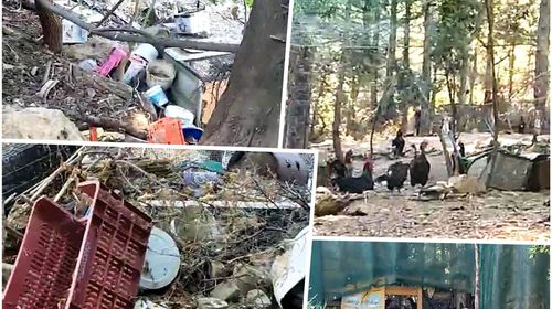 Εικόνες που προβληματίζουν στη Ζιά: "Τσαντίρι - κοτέτσι" μέσα στο δάσος – Σοβαρός κίνδυνος μόλυνσης και πυρκαγιάς (φωτο-vid)