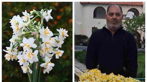 Τα "νερακίζια" της Κω γεμίζουν αρώματα και χρώματα τα σπίτια του χειμώνα