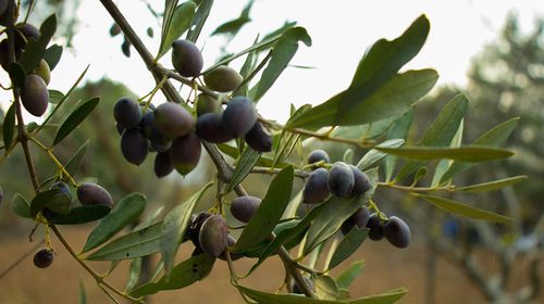 Στο μικροσκόπιο ελεγκτών καλλιέργειες σε νησιά της Δωδεκανήσου