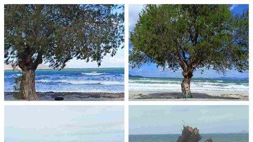 Διαμαρτυρία αναγνώστριας για κοπή δέντρου στo Τιγκάκι – Τι απαντά ο Πρόεδρος της Κοινότητας Ασφενδιού