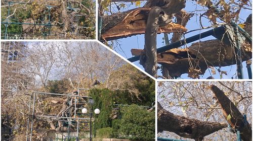 Έσπασε κλώνος από τον Πλάτανο του Ιπποκράτη λόγω των ισχυρών ανέμων