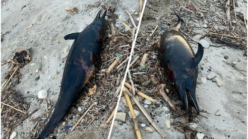 Νεκρό δελφίνι εντοπίστηκε στο Καρνάγιο Kω