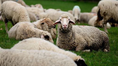 Κτηνοτρόφοι χωρίς… ζώα στον ΟΠΕΚΕΠΕ – Αγνοούνται χιλιάδες αμνοερίφια   