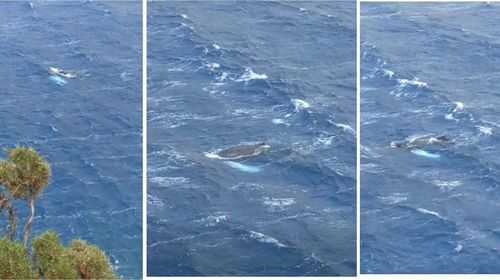 Ανακοίνωση από το Ινστιτούτο Θαλάσσιας Έρευνας και Εκπαίδευσης “ΩΚΕΑΝΙΔΕΣ” για την σπάνια επίσκεψη Μεγάπτερης Φάλαινας στην Κάλυμνο