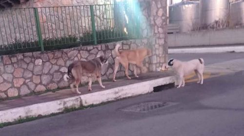 Βοιωτία: 7χρονος δέχθηκε άγρια επίθεση από αδέσποτους σκύλους