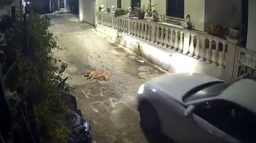 Κέρκυρα: Οδηγός πατά σκύλο που κοιμόταν στη μέση του δρόμου 