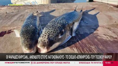 Δραστικά μέτρα για τους λαγοκέφαλους: Έρχεται επιδότηση των ψαράδων - Πάνω από 4,73 ευρώ το κιλό