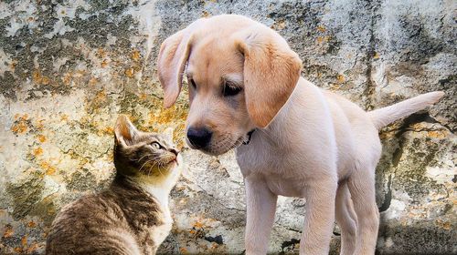 Animal Rescue Kos: Πάνω από 11.000 στειρώσεις γατών στην Κω – Αλλαγές στη συνεργασία με τα ξενοδοχεία