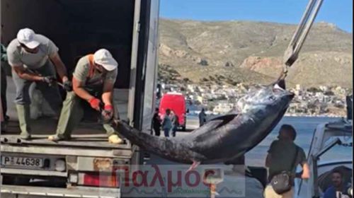 Τόνος – «τέρας» αλιεύθηκε από Καλύμνιους ψαράδες 