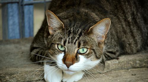 Προσοχή! Έριξαν φόλες σε αδέσποτες γάτες στην Καρδάμαινα