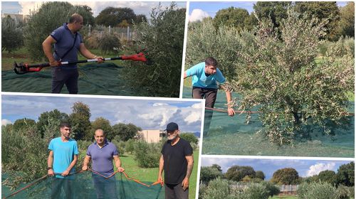 Ξεκίνησε από εθελοντές το μάζεμα των ελιών του Αγίου Δημητρίου στον Άγιο Νεκτάριο Κω
