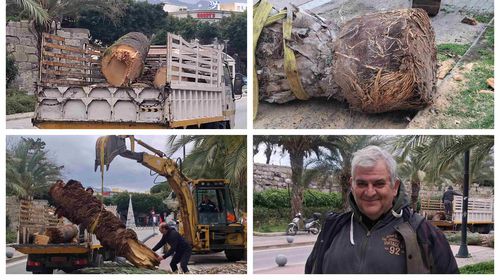 Απομάκρυνση φοίνικα από το λιμάνι Κω λόγω “αρρώστιας”