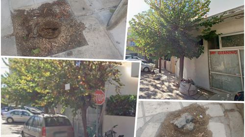 Ερωτήματα αναγνώστη για την κοπή δύο δέντρων στην οδό Αλικαρνασσού