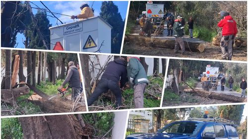 Κοπή “επικίνδυνων” δέντρων στην Κω – Αιχμές από τον κ. Σοφοκλή Δουδούς: Δυστυχώς στο Δήμο κάνουν κουμάντο κάποιοι που δεν έχουν αρμοδιότητα…