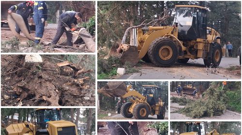 Πτώσεις δέντρων στη Ζιά λόγω των θυελλωδών ανέμων 