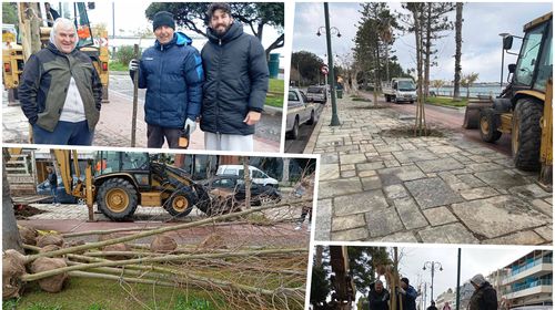 Φύτευση νέων πλατανιών στη οδό Β. Γεωργίου στην Κω