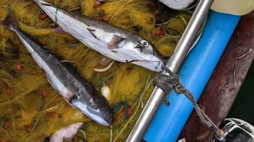 Δημιουργήθηκε ομάδα για τη διάσωση του λαγοκέφαλου – «Αξίζει προστασία και σεβασμό»