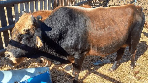 Μελέτες δείχνουν την "επιβίωση" μίας σπάνιας και αυτόχθονης φυλής βοοειδών στα Δωδεκάνησα