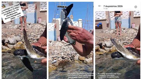 Μικρή χελώνα καρέτα-καρέτα βγήκε στην παραλία δίπλα στη Μαρίνα Κω