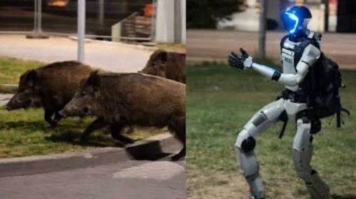 Ρομπότ κυνηγά αγριογούρουνα στους δρόμους της Βαρσοβίας και γίνεται viral