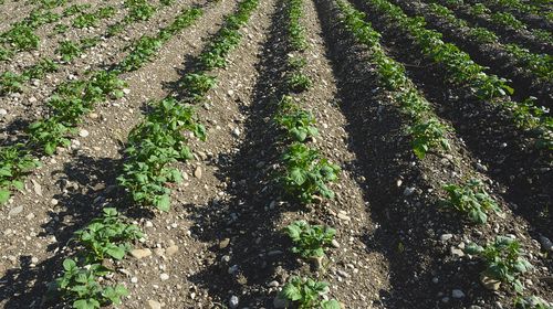 Εσπερίδα για το μέλλον της αγροτικής παραγωγής στην Κω