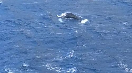 Φάλαινα φυσητήρας εμφανίστηκε στις ακτές της Καλύμνου (vid)