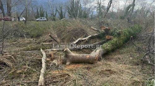 Λαμία: Νεκρός 68χρονος - Tον καταπλάκωσε δέντρο μπροστά στα μάτια της συζύγου του