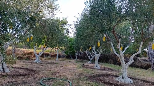 Ξεκινά η δακοκτονία στα Δωδεκάνησα με τον ψεκασμό περισσότερων από 2 εκατ. ελαιοδέντρων
