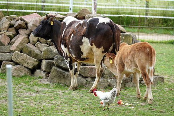 Μέτρα στήριξης από την Περιφέρεια Ν. Αιγαίου για αγρότες και κτηνοτρόφους
