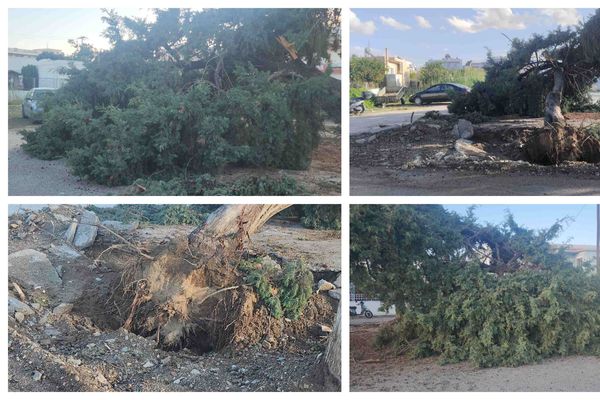 Έπεσε δέντρο στη Λάμπη λόγω βροχής –Από τύχη δεν είχαμε τραυματισμό ή ζημιές