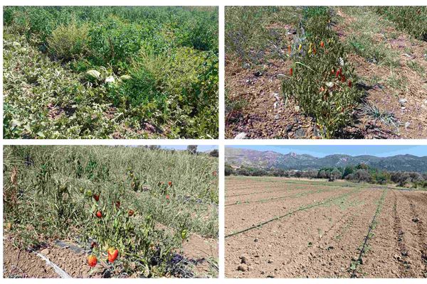 Kραυγή αγωνίας από τον κ. Ηρακλή Πίκουλα (γεωργός Πυλίου): Δεν μας δίνουν νερό και καταστρέφονται οι καλλιέργειές μας
