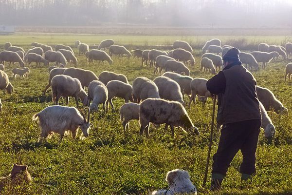 Σκάνδαλο ΟΠΕΚΕΠΕ: Εντοπίστηκαν 431 περιπτώσεις με «εικονικούς» βοσκοτόπους στα Δωδεκάνησα    
