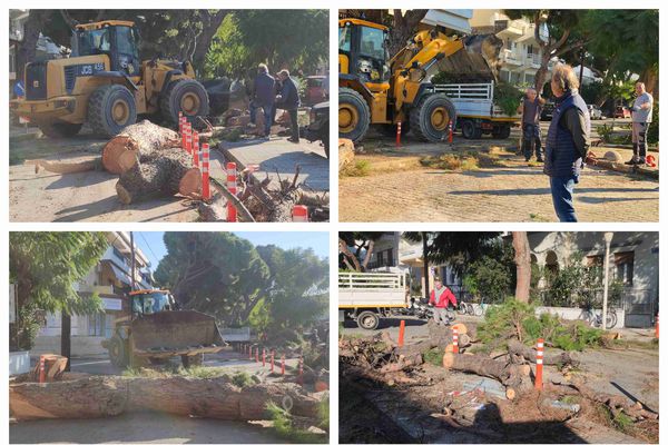 Κοπή και κλαδεύσεις δέντρων στην οδό Αρτεμισίας από συνεργεία του Δήμου Κω