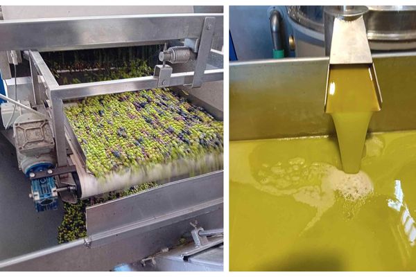 Να δούμε ποιος θα (την) βγάλει λάδι φέτος: Υποχρεωτική η Δήλωση Συγκομιδής & η εγγραφή στο Ελαιοκομικό Μητρώο για ιδιοκτήτες ελαιώνων με 21 (και πάνω) δέντρα