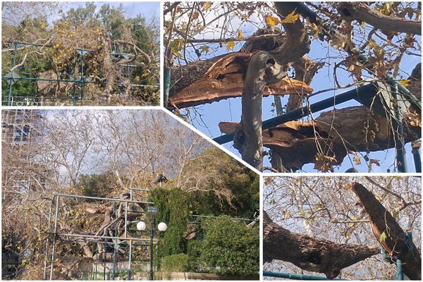 Έσπασε κλώνος από τον Πλάτανο του Ιπποκράτη λόγω των ισχυρών ανέμων
