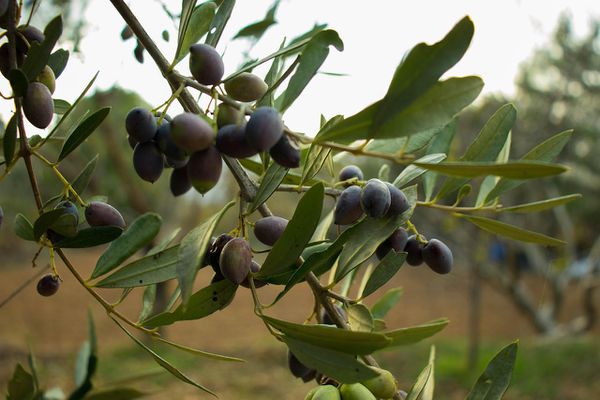 Έλεγχοι για υπολείμματα φυτοφαρμάκων σε ελαιόκαρπο και ελαιόλαδο στα Δωδεκάνησα