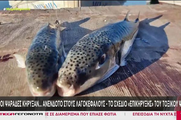 Δραστικά μέτρα για τους λαγοκέφαλους: Έρχεται επιδότηση των ψαράδων - Πάνω από 4,73 ευρώ το κιλό