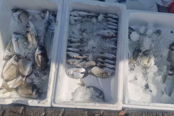 Σε ασφυκτικό κλοιό η παράκτια αλιεία στα Δωδεκάνησα