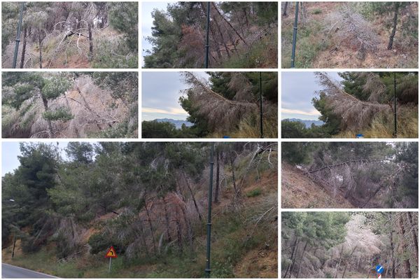 Άμεσος κίνδυνος στην περιοχή «Πόρτες» Αντιμάχειας από ετοιμόρροπα δέντρα